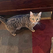 Libby joined the competition — help win amazing prizes! cat, tabby, green_eyes, pet, indoor, carpet, wooden_furniture, floor, curious, animal, whiskers, striped, mammal, domestic, feline, looking_up, standing, fur, tail, ears