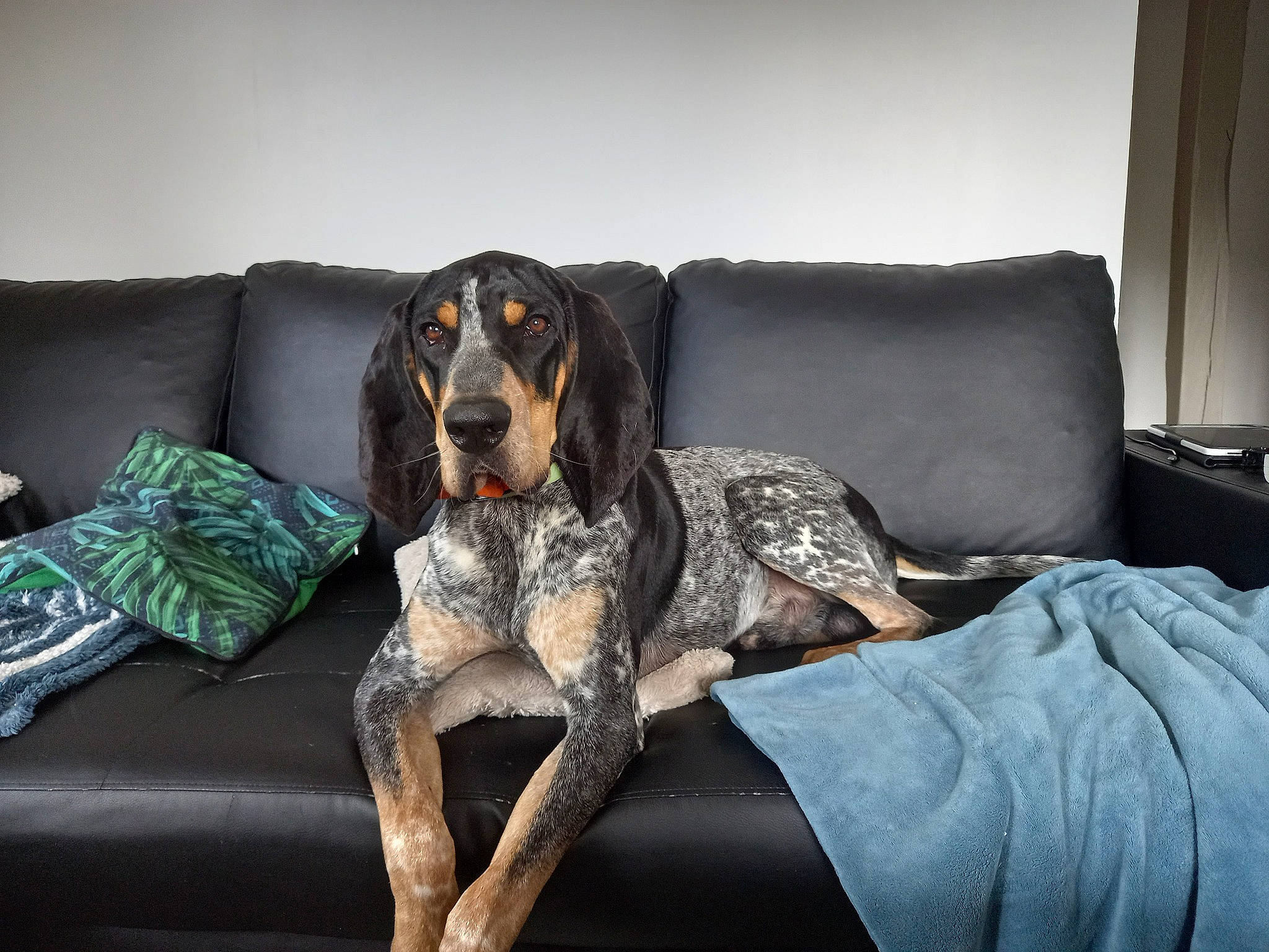 Rio participe au concours pour gagner de l'argent avec cette photo : bored, canidae, carnivore, comfort, companion_dog, couch, curtain, dog, dog_breed, dog_supply, fur, furniture, grey, living_room, sitting, snout, sporting_group, studio_couch, terrestrial_animal, working_animal