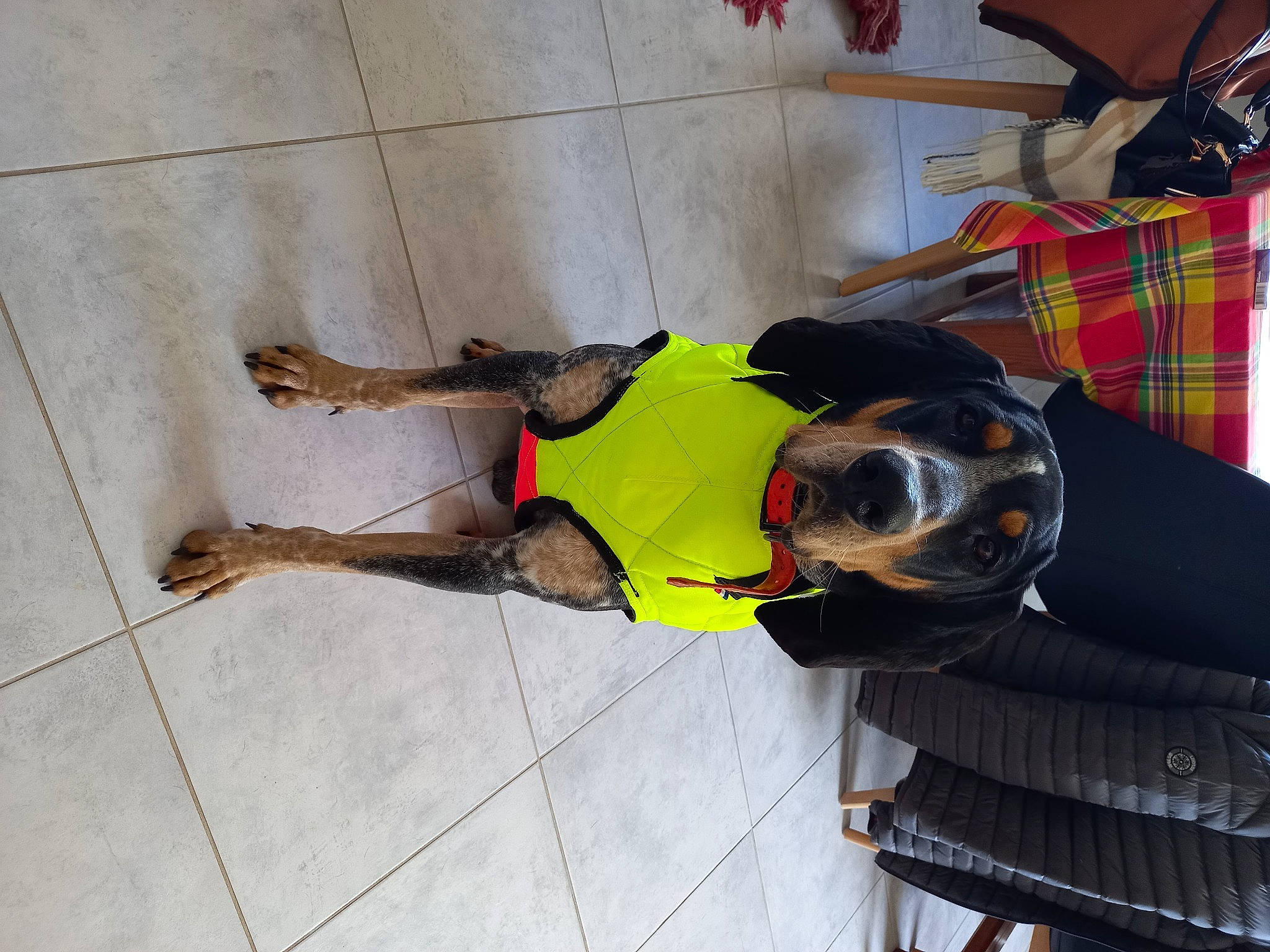 Rio participe au concours pour gagner de l'argent avec cette photo : automotive_tire, bag, dog, flooring, human_leg, knee, luggage_and_bags, pattern, personal_protective_equipment, plaid, sporting_group, tartan, thigh, tire