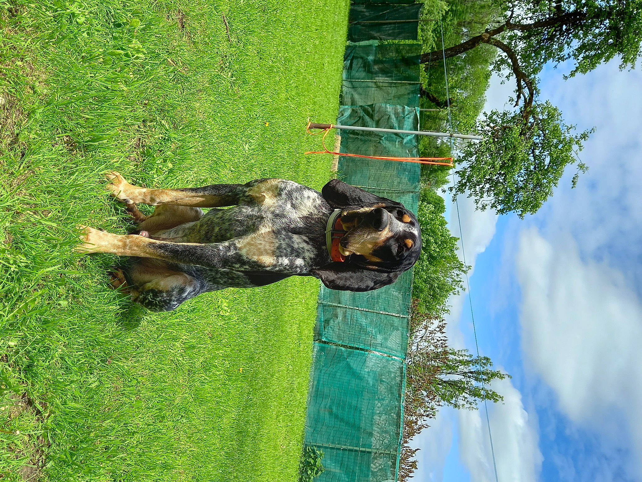 Rio a rejoint le concours — aidez-le/la à gagner de superbes lots ! canidae, carnivore, cloud, cumulus, dog, dog_breed, grass, leisure, plant, sky, sporting_group, terrestrial_animal, tree, trunk, vegetation, water, wildlife