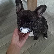 Tommy a rejoint le concours — aidez-le/la à gagner de superbes lots ! dog, french_bulldog, puppy, brindle, pacifier, hand, tattoo, floor, wooden_floor, indoor, pet, cute, animal, ears, sitting, table_leg, domestic, small_dog, companion, young