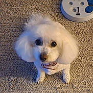 Chanel is registered to the contest to win money with this photo: dog, white_dog, fluffy, pet, carpet, indoor, cute, looking_up, collar, small_dog, fur, animal, companion, home, curious, gadget, floor, poodle, toy, domestic_animal