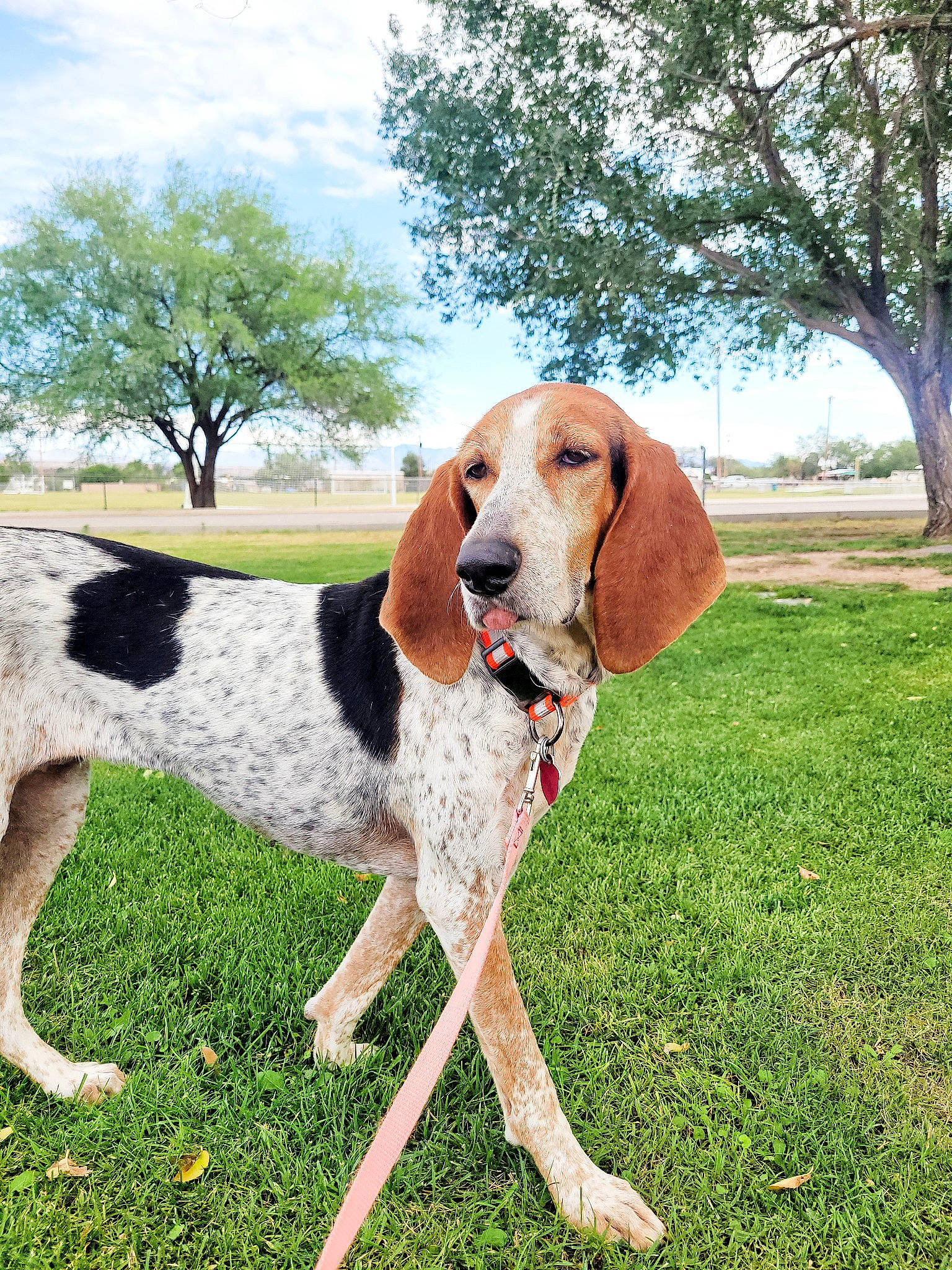 Sammie joined the competition — help win amazing prizes! canidae, carnivore, chair, cloud, collar, companion_dog, dog, dog_breed, dog_collar, dog_supply, fawn, grass, liver, plant, sky, sporting_group, tail, tree, working_animal, working_dog