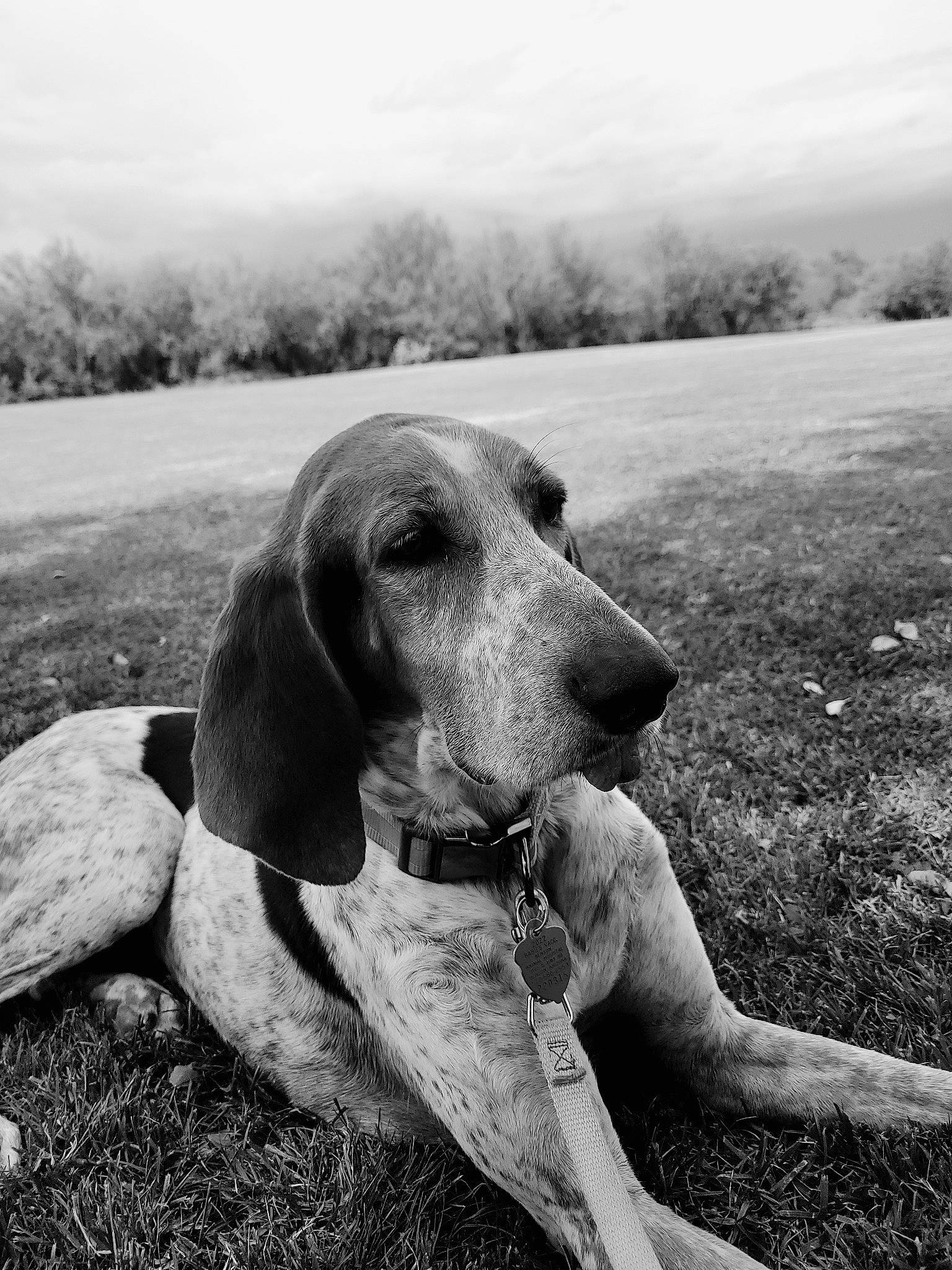 Sammie joined the competition — help win amazing prizes! black_and_white, canidae, carnivore, cloud, companion_dog, dog, dog_breed, fawn, grass, happy, hound, monochrome, monochrome_photography, plant, sky, snout, sporting_group, style, tree, working_animal