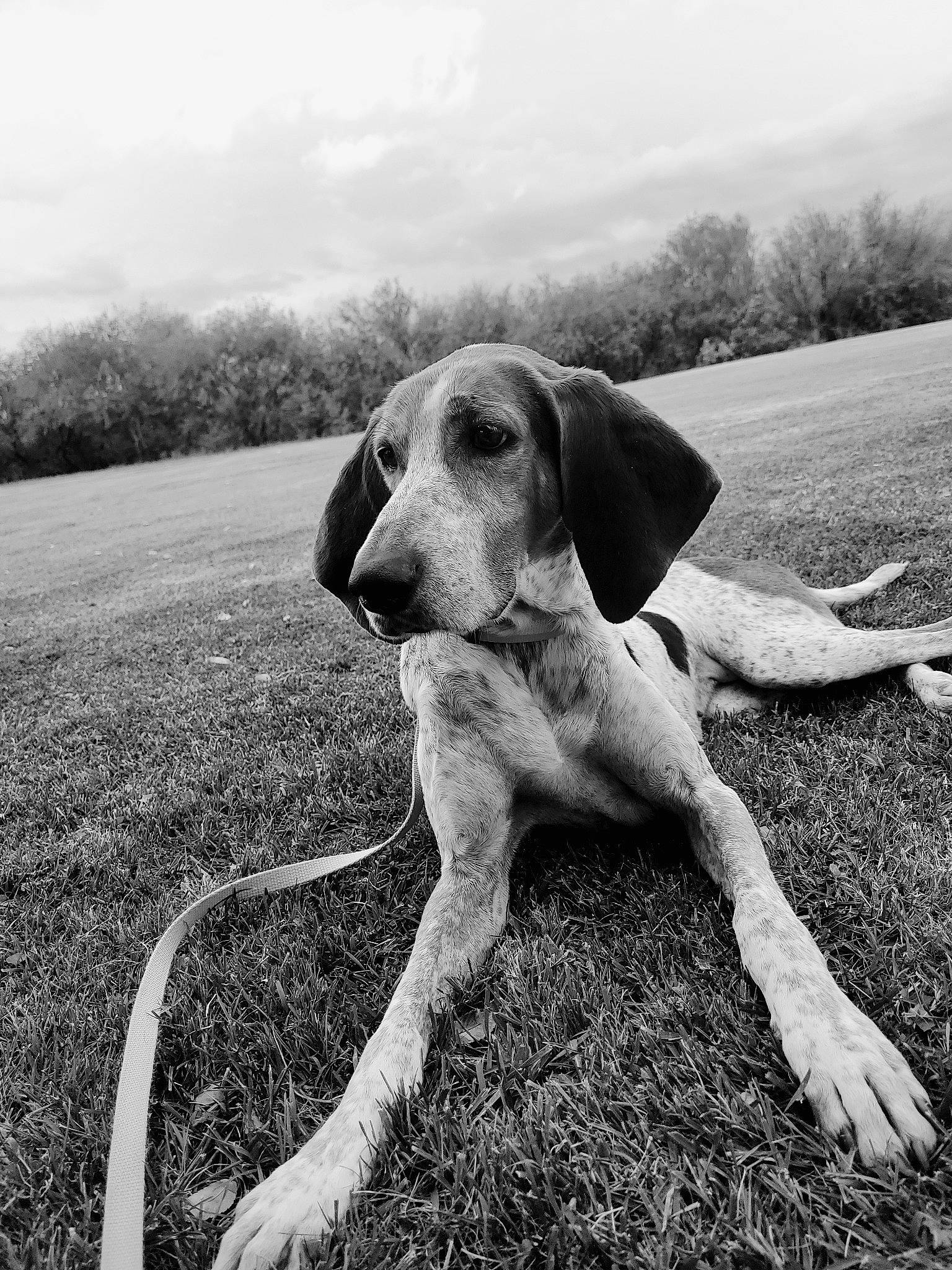Sammie is registered to the contest to win money with this photo: black_and_white, carnivore, cloud, companion_dog, dog, dog_breed, fawn, grass, happy, landscape, monochrome, monochrome_photography, plant, sky, snout, soil, style, tail, wilderness, working_animal