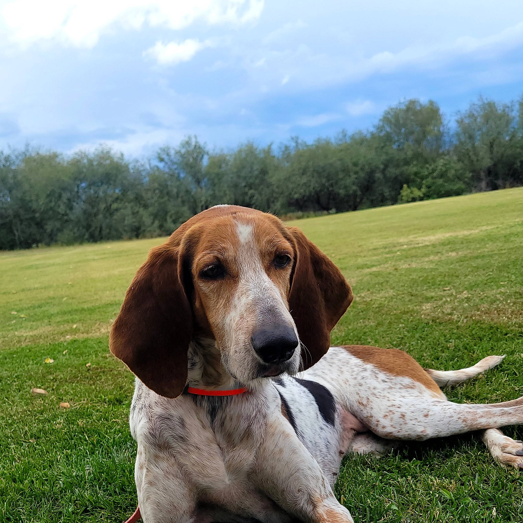 Sammie is registered to the contest to win money with this photo: carnivore, cloud, collar, companion_dog, dog, dog_breed, dog_collar, fawn, giant_dog_breed, grass, grassland, gun_dog, hound, liver, pasture, plant, sky, snout, tail, tree