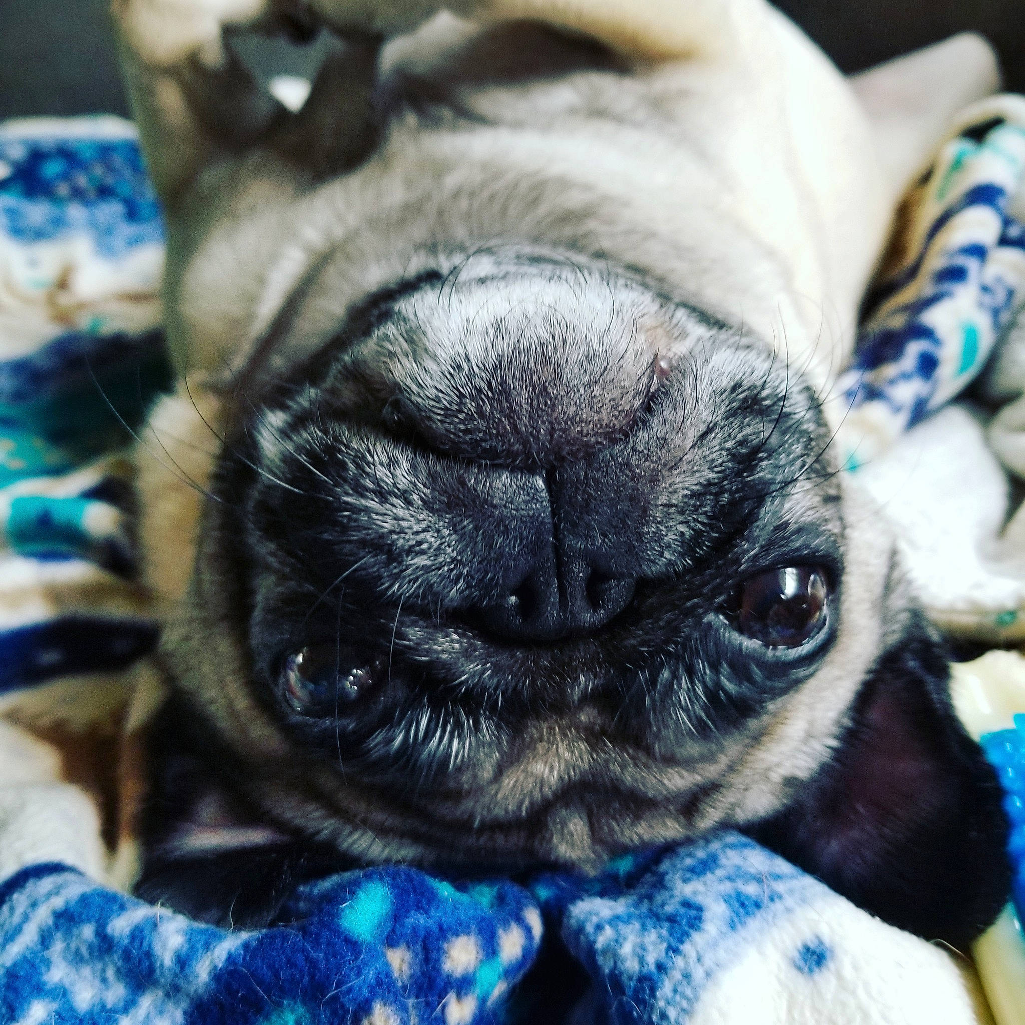 Pumpkin is registered to the contest to win money with this photo: blue, carnivore, close_up, comfort, companion_dog, dog, dog_breed, ear, electric_blue, eye, fawn, fur, head, pug, snout, sporting_group, toy_dog, whiskers, working_animal, wrinkle