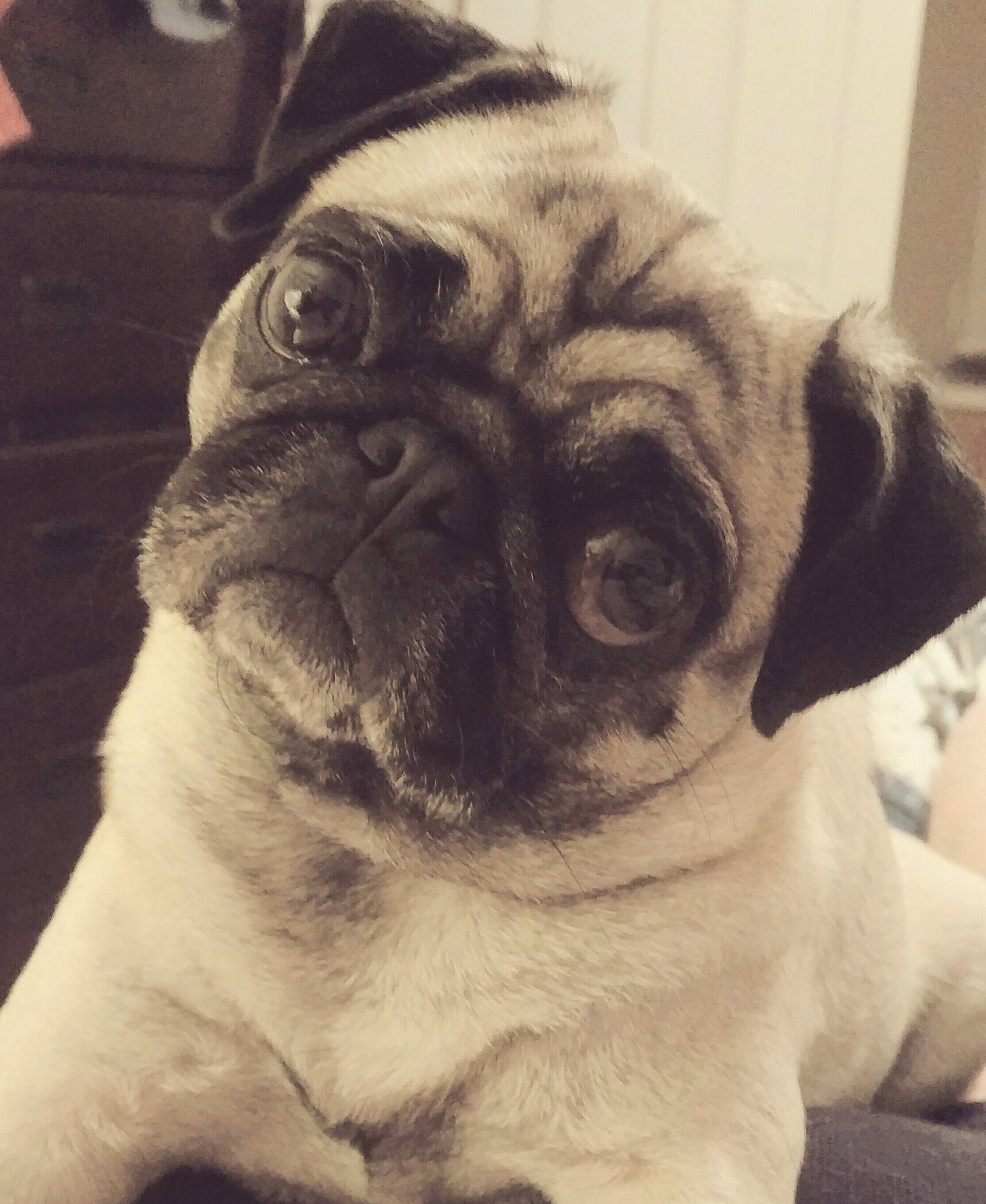 Pumpkin is registered to the contest to win money with this photo: ancient_dog_breeds, canidae, carnivore, companion_dog, dog, dog_breed, ear, fawn, fur, iris, non_sporting_group, nose, pug, snout, sporting_group, terrestrial_animal, toy_dog, whiskers, working_animal, wrinkle