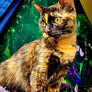 Anais joined the competition — help win amazing prizes! cat, tortoiseshell, animal, pet, feline, yellow_eyes, fur, whiskers, portrait, close_up, colorful_background, indoor, texture, vibrant, pattern, alert, curious, ears, mammal, domestic_animal