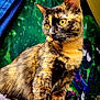 cat, tortoiseshell, animal, pet, feline, yellow_eyes, fur, whiskers, portrait, close_up, colorful_background, indoor, texture, vibrant, pattern, alert, curious, ears, mammal, domestic_animal