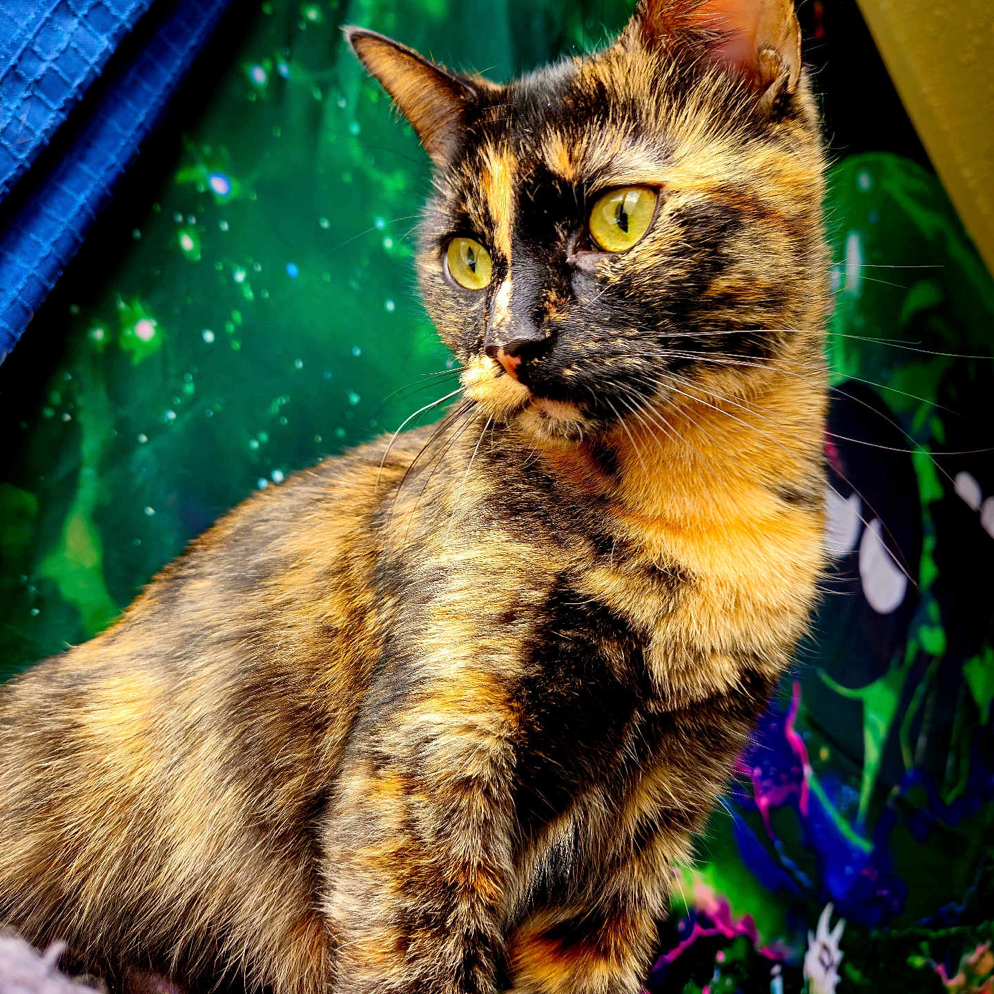 Anais joined the competition — help win amazing prizes! alert, animal, cat, close_up, colorful_background, curious, domestic_animal, ears, feline, fur, indoor, mammal, pattern, pet, portrait, texture, tortoiseshell, vibrant, whiskers, yellow_eyes