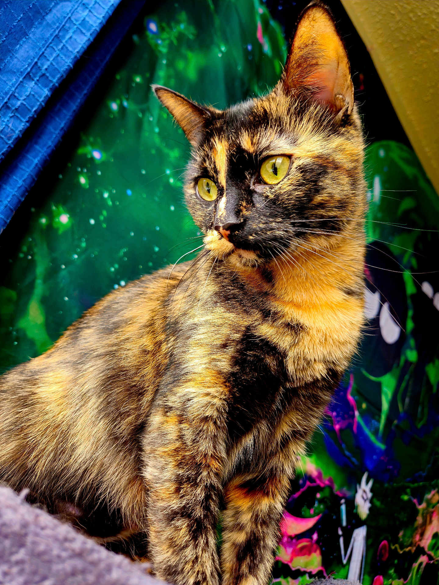 Anais joined the competition — help win amazing prizes! cat, tortoiseshell, animal, pet, feline, yellow_eyes, fur, whiskers, portrait, close_up, colorful_background, indoor, texture, vibrant, pattern, alert, curious, ears, mammal, domestic_animal
