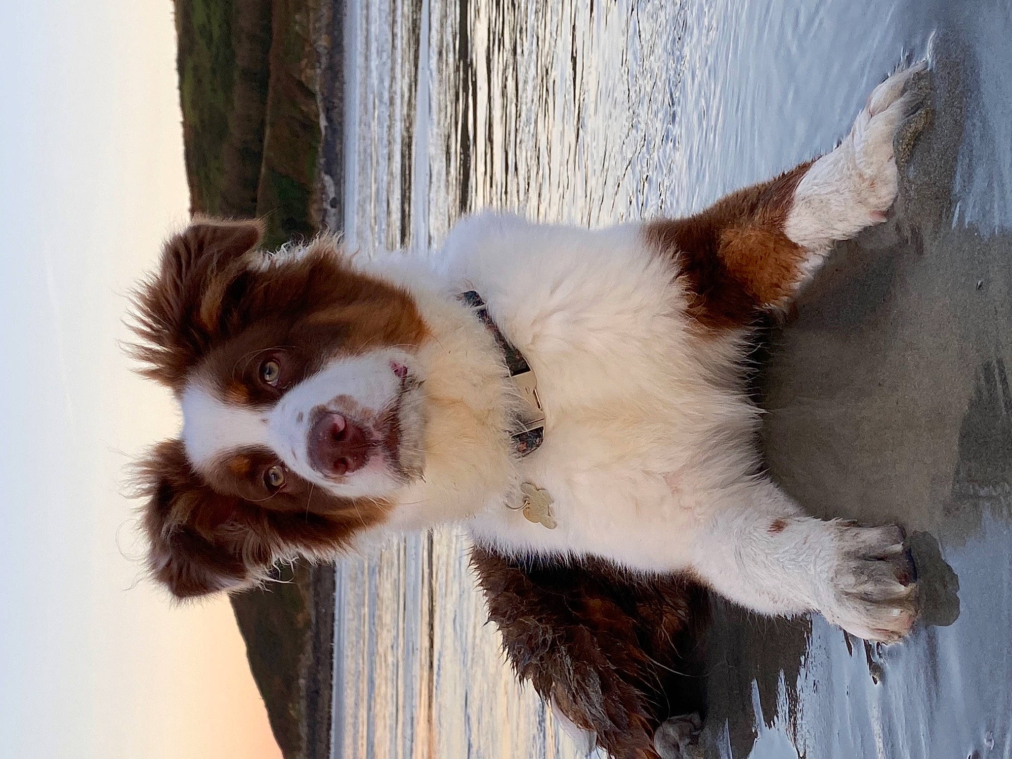 Flack a rejoint le concours — aidez-le/la à gagner de superbes lots ! ancient_dog_breeds, canidae, carnivore, companion_dog, dog, dog_breed, fawn, fur, plant, snout, sporting_group, tail, terrestrial_animal, water, whiskers, wildlife, window, winter, working_dog