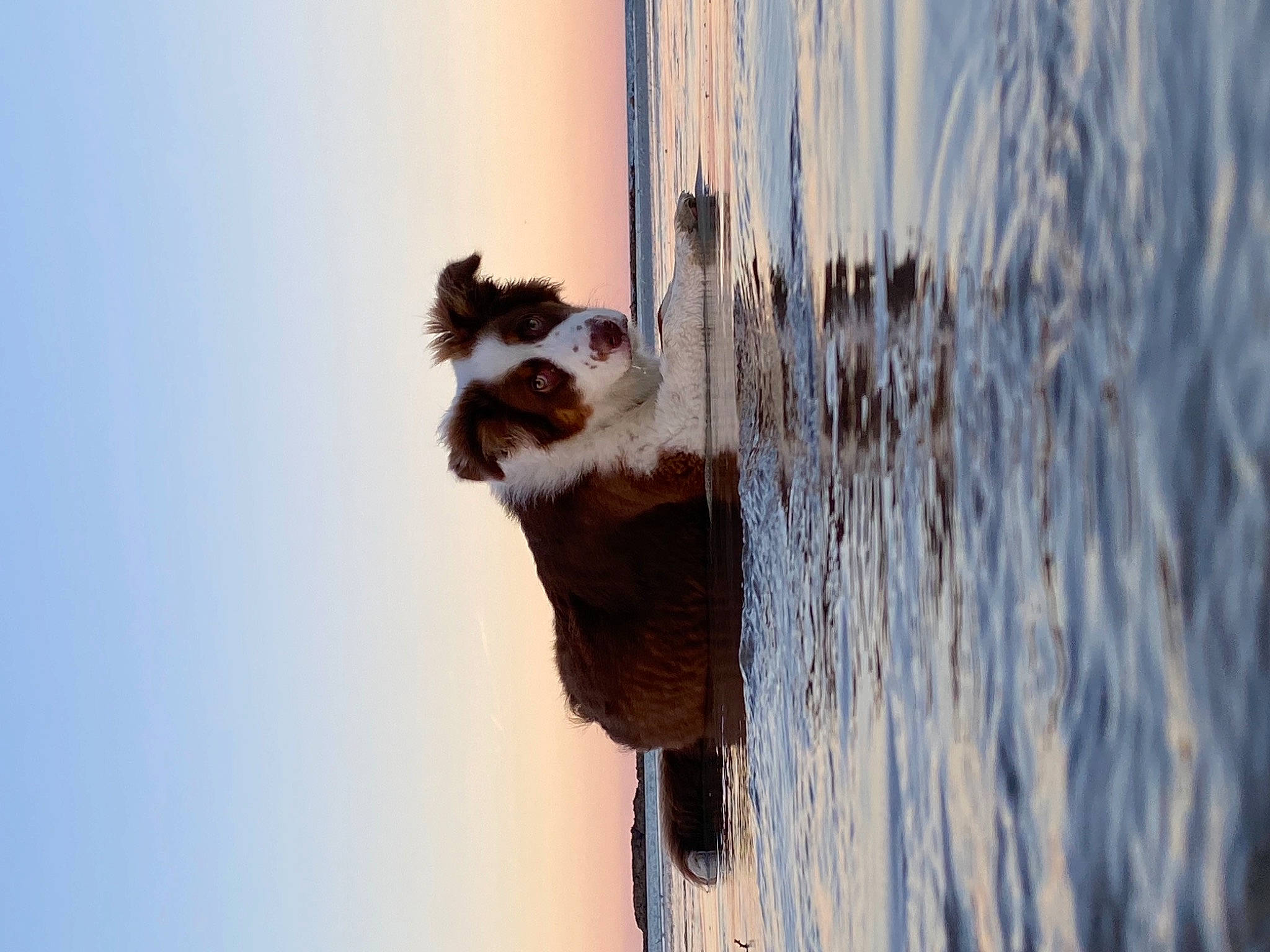 Flack a rejoint le concours — aidez-le/la à gagner de superbes lots ! beach, canidae, carnivore, dog_breed, door, fur, lake, landscape, mammal, ocean, reflection, shadow, sky, tail, water, whiskers, wildlife, wind_wave, winter, wood