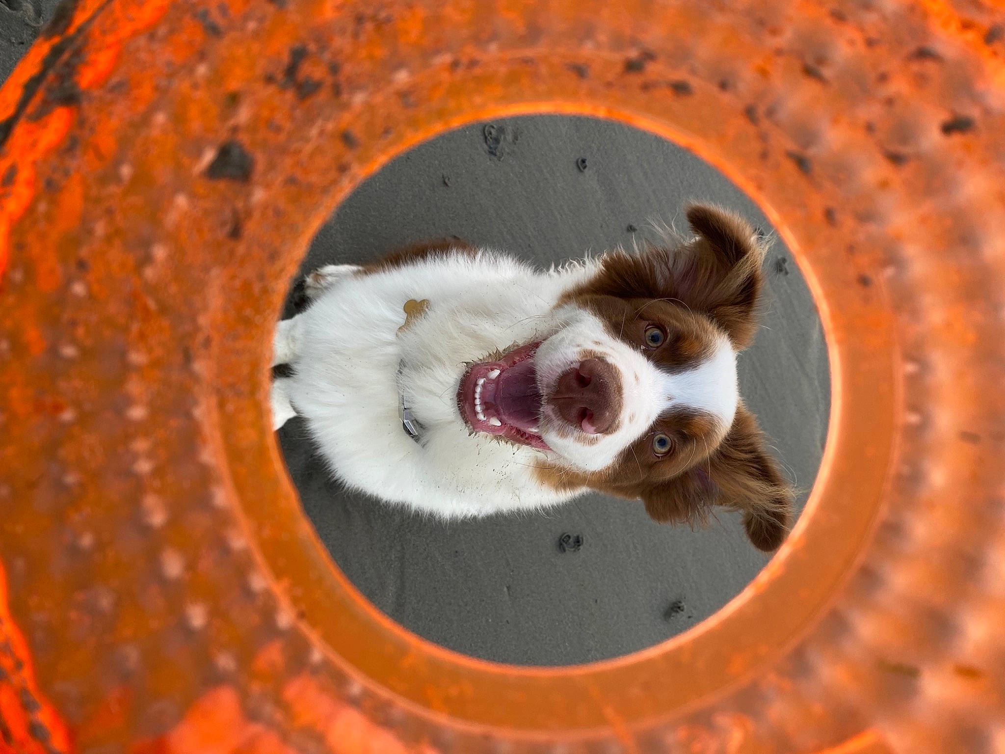 Flack participe au concours pour gagner de l'argent avec cette photo : brick, canidae, carnivore, circle, companion_dog, dog, dog_breed, fawn, felidae, fur, paw, small_to_medium_sized_cats, snout, sporting_group, terrestrial_animal, wheel, whiskers, wildlife, window, wood
