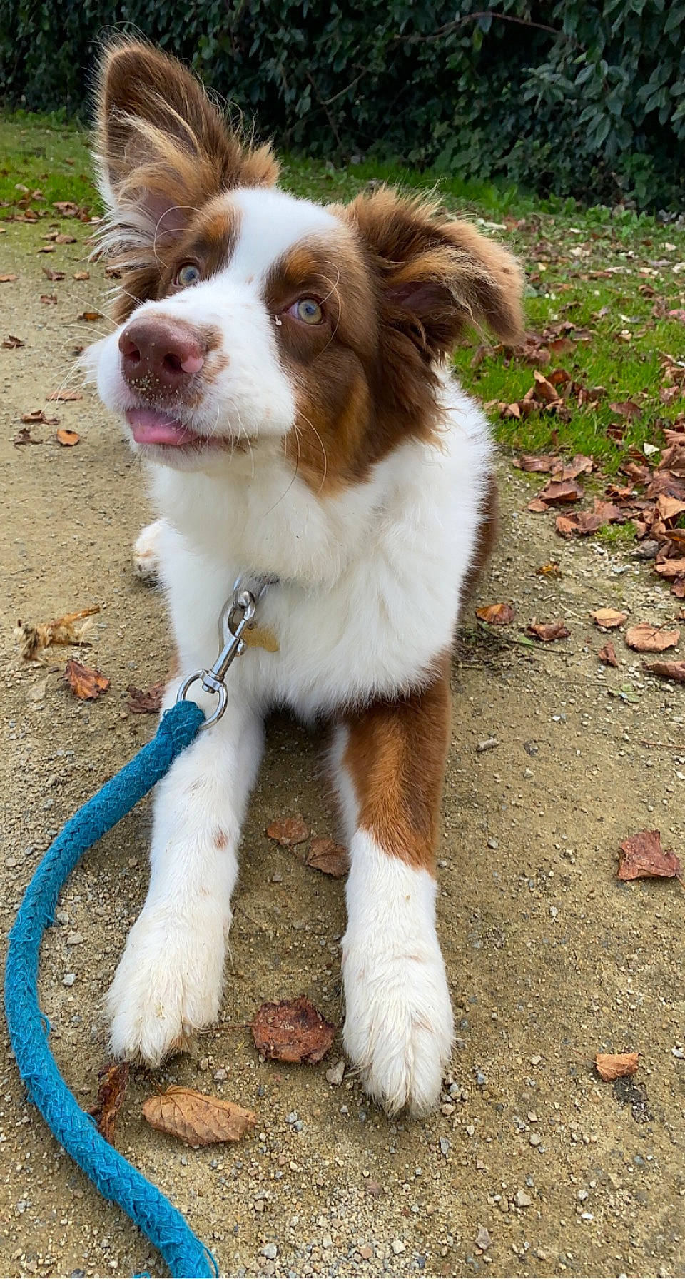 Flack a rejoint le concours — aidez-le/la à gagner de superbes lots ! canidae, carnivore, companion_dog, dog, dog_breed, door, eye, fawn, fur, grass, head, liver, plant, snout, sporting_group, terrestrial_animal, whiskers, working_animal, working_dog