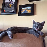 Peaches joined the competition — help win amazing prizes! animal, cat, cityscape_photo, couch, cozy, cute, furniture, gray_cat, home, indoor, kitten, paw, pet, picture_frame, portrait, relaxed, resting, smiling, sports_photo, wall