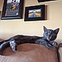 animal, cat, cityscape_photo, couch, cozy, cute, furniture, gray_cat, home, indoor, kitten, paw, pet, picture_frame, portrait, relaxed, resting, smiling, sports_photo, wall