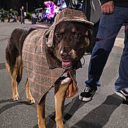 Calypso joined the competition — help win amazing prizes! dog, costume, hat, cloak, outdoor, night, street, person, canine, pet, mystery, detective, tree, lights, pavement, leash, walking, apparel, animal, portrait