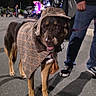 dog, costume, hat, cloak, outdoor, night, street, person, canine, pet, mystery, detective, tree, lights, pavement, leash, walking, apparel, animal, portrait