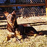 Calypso is registered to the contest to win money with this photo: dog, outdoor, grass, sunlight, shadow, fence, wooden_fence, chain_link_fence, pet, animal, canine, nature, relaxing, daylight, brown_dog, laying_down, sunny, backyard, quiet, peaceful
