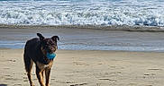 Calypso is registered to the contest to win money with this photo: dog, beach, ball, sand, ocean, waves, outdoor, pet, playing, water, animal, canine, nature, daylight, fun, active, muzzle, fur, happy, leisure