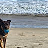 dog, beach, ball, sand, ocean, waves, outdoor, pet, playing, water, animal, canine, nature, daylight, fun, active, muzzle, fur, happy, leisure