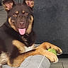 Calypso joined the competition — help win amazing prizes! dog, pet, indoor, grey_bed, tennis_ball, tongue_out, happy, brown_coat, black_coat, floor_tiles, couch, relaxed, paw, ears_up, canine, companion, playful, animal, domestic, fur