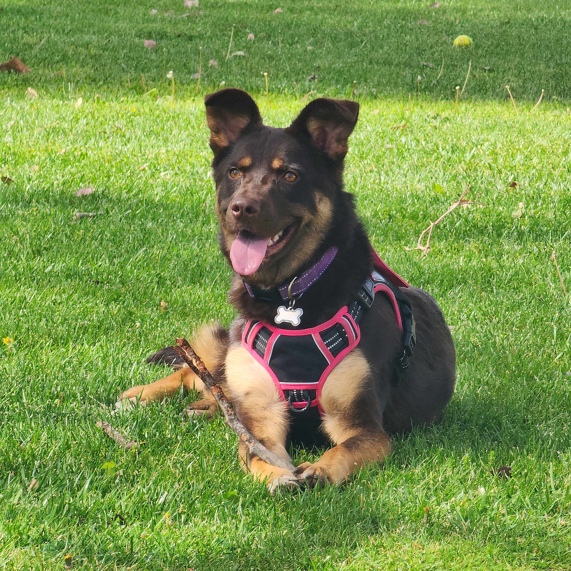 Calypso is registered to the contest to win money with this photo: dog, canine, pet, grass, outdoor, stick, harness, tongue_out, happy, playing, sunlight, animal, nature, mammal, leisure, summer, field, active, cute, domestic