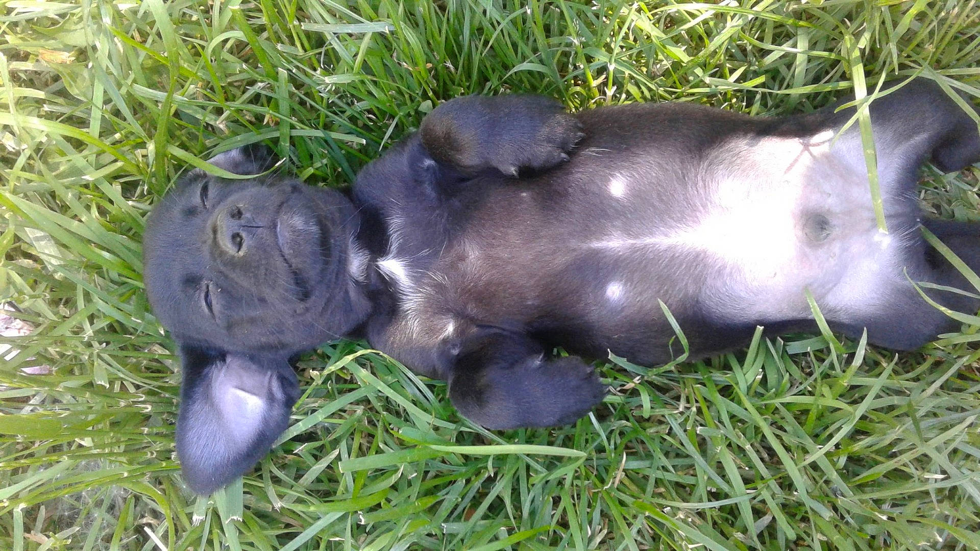 Gizmo is registered to the contest to win money with this photo: adorable, animal, black_fur, cute, daylight, dog, fur, grass, lying_down, mammal, nature, outdoor, peaceful, pet, puppy, relaxed, sleeping, small, summer, young