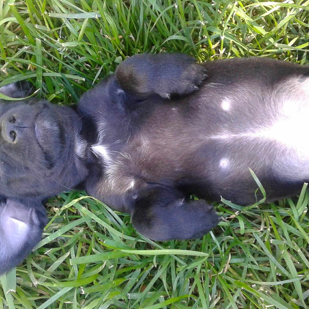 Gizmo