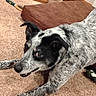 Millie is registered to the contest to win money with this photo: dog, black_and_white, speckled, carpet, cushion, indoor, pet, animal, playful, stretching, fur, ears, face, tongue, toy, brush, statue, wooden_furniture, corner, home