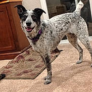 Millie joined the competition — help win amazing prizes! dog, indoor, carpet, rug, black_and_white, speckled, collar, pet, smiling, happy, canine, animal, wooden_cabinet, glass_door, floor, standing, fur, domestic, tail, ears