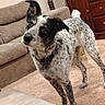 Millie joined the competition — help win amazing prizes! dog, indoor, carpet, couch, furniture, living_room, pet, canine, collar, curious, speckled, brown, white, black, ears, standing, floor, wooden_dresser, home, domestic