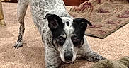 Millie is registered to the contest to win money with this photo: dog, play_bow, plush_toy, carpet, indoor, furniture, cabinet, pet, animal, black_and_white, ears, tail, floor, toy, cute, alert, domestic, friendly, playful, living_room