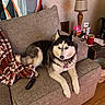 blanket, canine, collar, couch, cozy, dog, fur, furniture, home, indoor, lamp, living_room, mug, pet, relaxed, remote_control, siberian_husky, side_table, snacks, wood_floor
