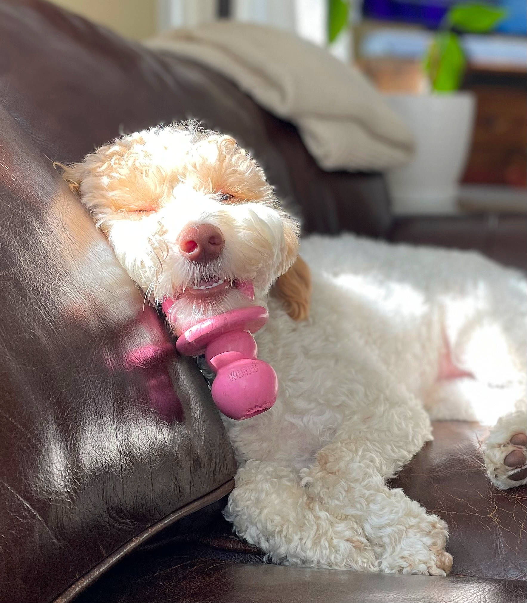 Hazel Mae is registered to the contest to win money with this photo: canidae, carnivore, companion_dog, dog, dog_breed, dog_collar, fur, maltepoo, mammal, non_sporting_group, poodle, poodle_crossbreed, small_terrier, snout, sporting_group, sunglasses, terrier, toy_dog, vertebrate, water_dog