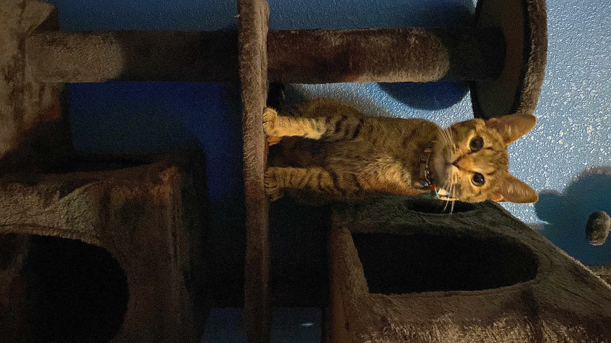 Cleo