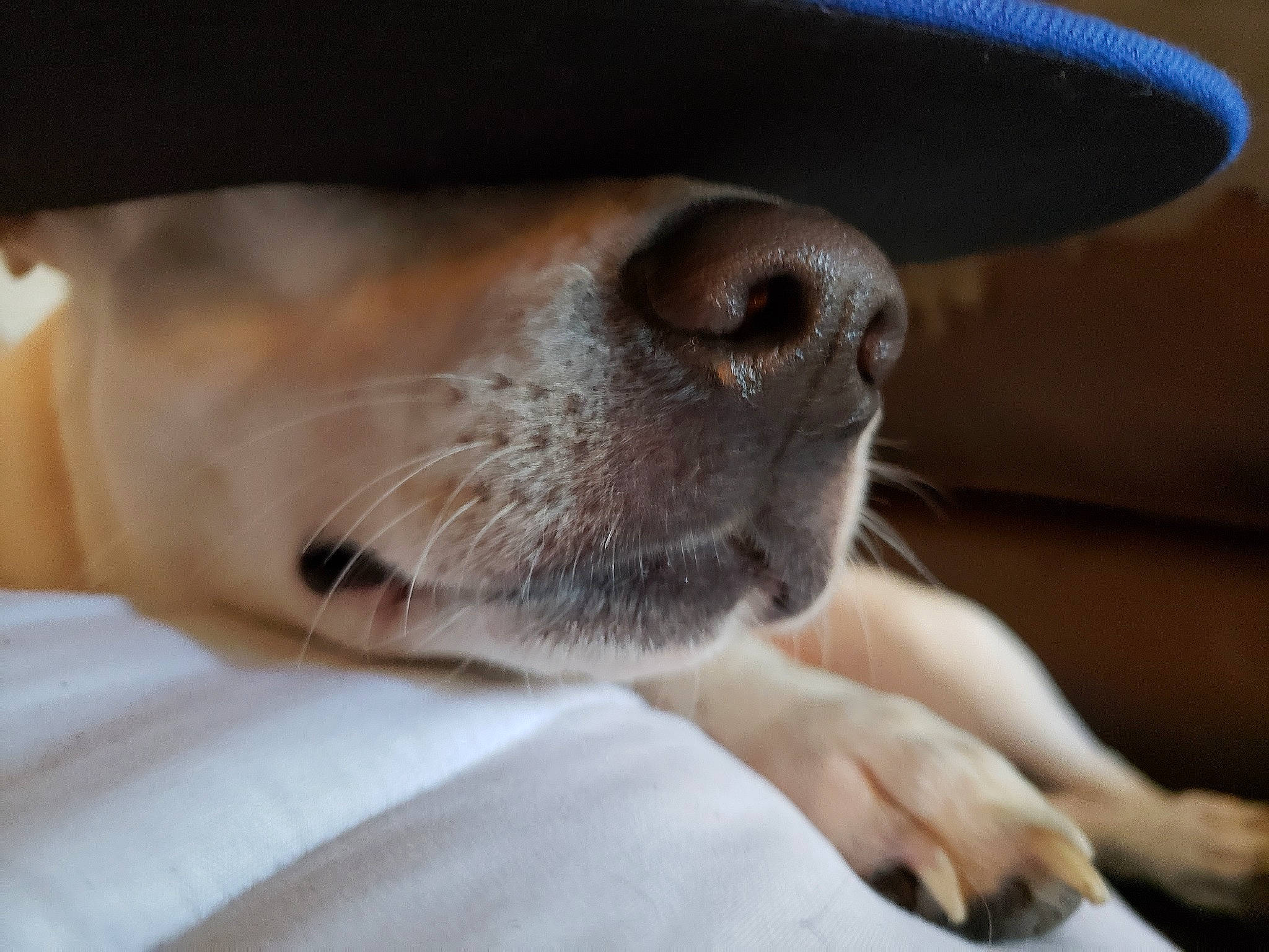 Spot joined the competition — help win amazing prizes! canidae, carnivore, companion_dog, dog, dog_breed, fawn, mammal, non_sporting_group, nose, puppy, snout, sporting_group, whiskers