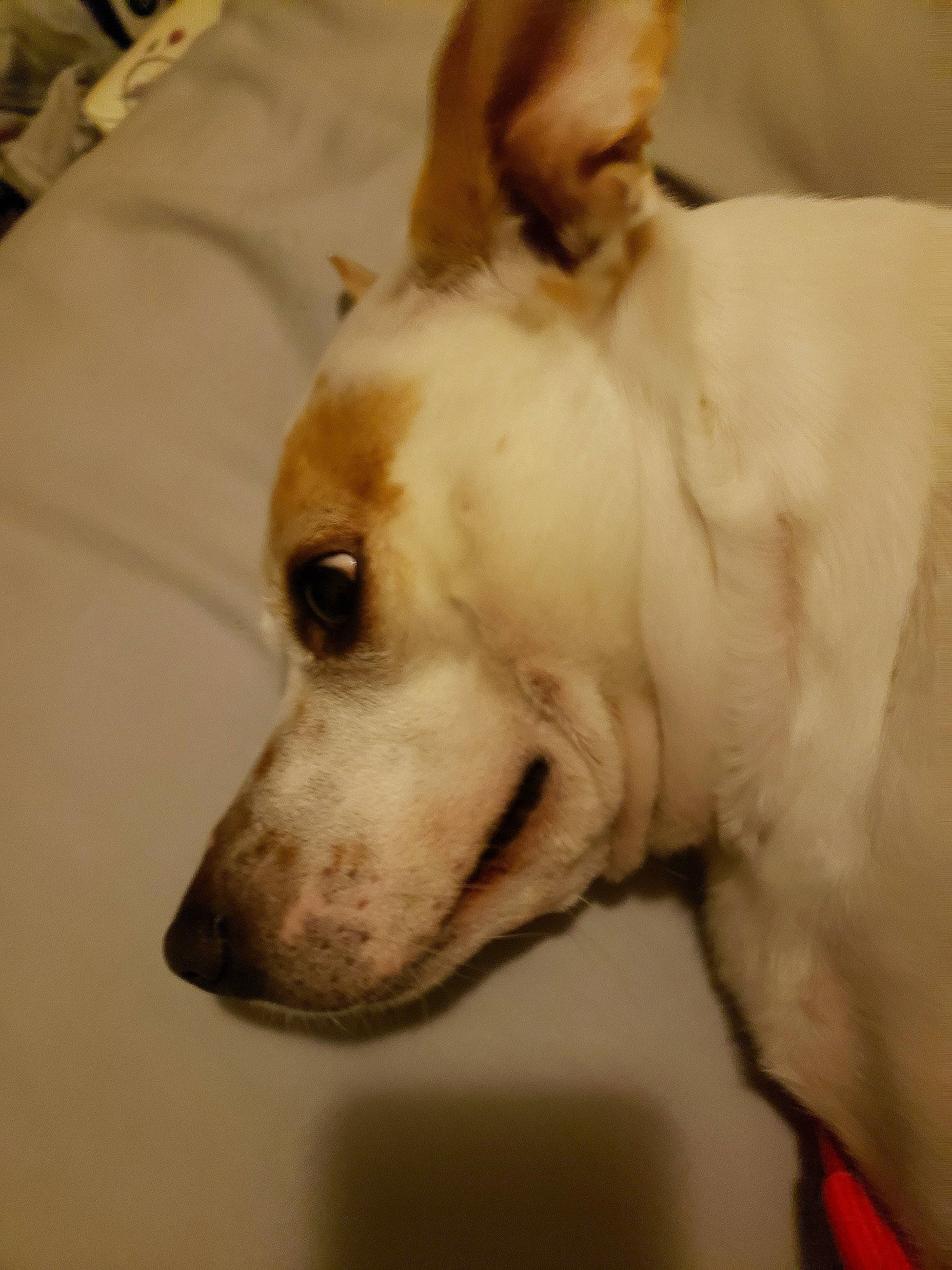 Spot is registered to the contest to win money with this photo: canidae, carnivore, companion_dog, dog, dog_breed, ear, head, mammal, non_sporting_group, nose, rare_breed_dog, snout, sporting_group, vertebrate