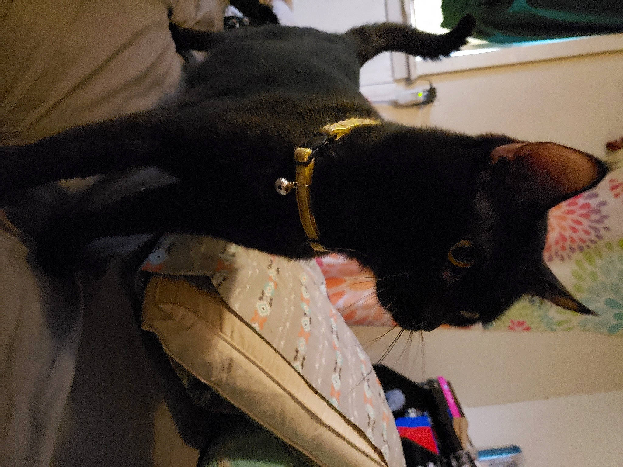 Nicco joined the competition — help win amazing prizes! black_cat, canidae, carnivore, cat, dog_breed, ear, felidae, small_to_medium_sized_cats, snout, sporting_group, tail, whiskers