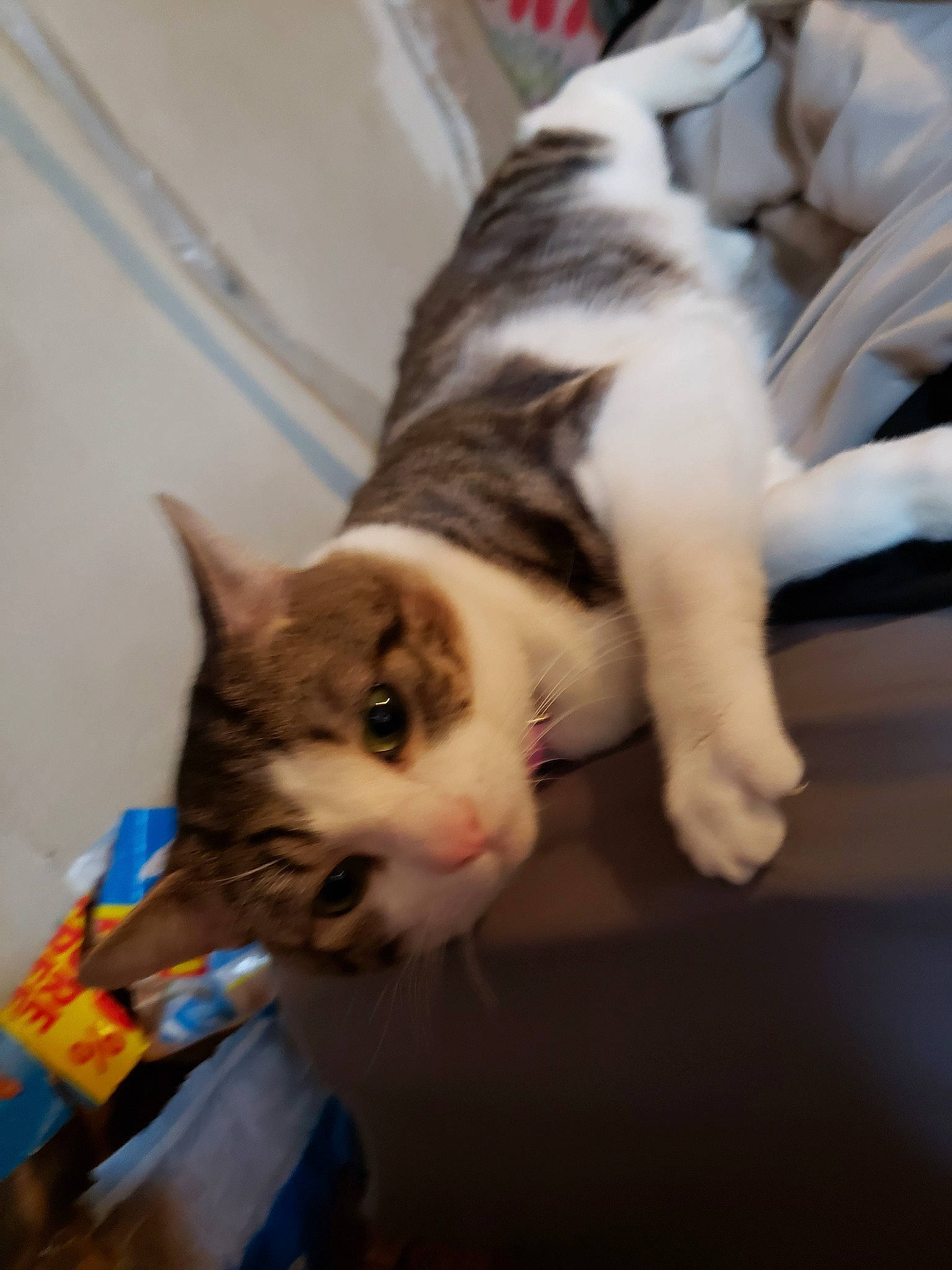 Lucifer is registered to the contest to win money with this photo: aegean_cat, american_shorthair, american_wirehair, asian, carnivore, cat, domestic_short_haired_cat, ear, european_shorthair, felidae, fur, kitten, norwegian_forest_cat, small_to_medium_sized_cats, tail, whiskers