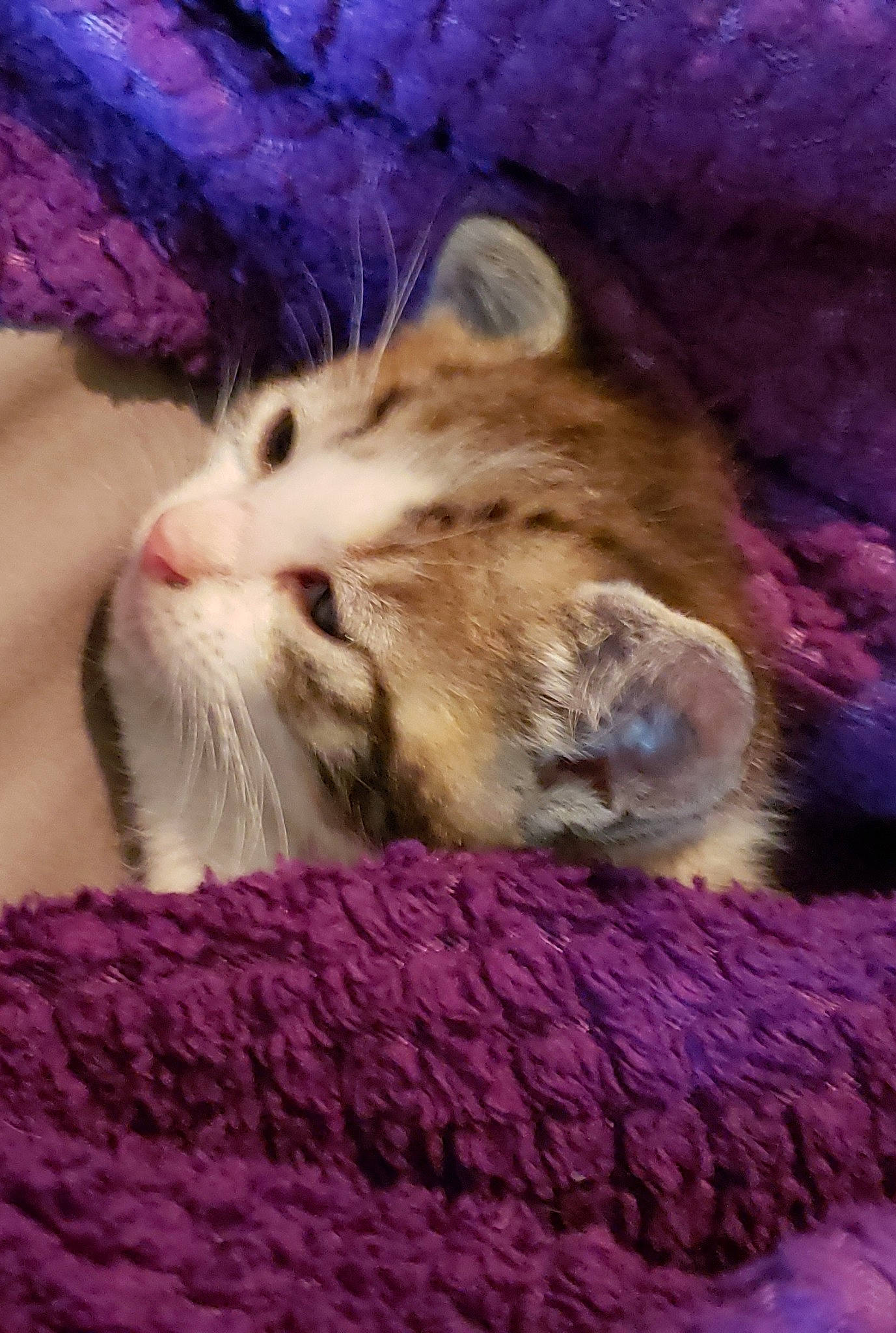 Lucifer is registered to the contest to win money with this photo: aegean_cat, asian, carnivore, cat, domestic_short_haired_cat, european_shorthair, felidae, fur, kitten, nap, norwegian_forest_cat, ojos_azules, paw, pixie_bob, polydactyl_cat, sleep, small_to_medium_sized_cats, snout, tabby_cat, whiskers