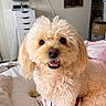 Lucas is registered to the contest to win money with this photo: animal, bed, bedroom, canine, closeup, collar, cozy, cream_color, cute, dog, domestic, fluffy, fur, furniture, happy, indoor, pet, portrait, resting, smiling