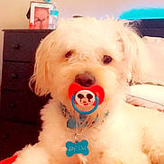 Lucas is registered to the contest to win money with this photo: bed, blanket, close_up, collar, cozy, cute, dog, dog_tag, dresser, eyes, fluffy, indoor, muzzle, nose, pacifier, pet_portrait, playful, puppy, stuffed_toy, white_fur