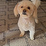 Lucas is registered to the contest to win money with this photo: alert, animal, boots, carpet, cream_colored, curious, cute, dog, domestic, floor, fluffy_tail, fur, home, indoor, pet, protective_cover, small_dog, standing, table, toy_car
