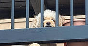 Lucas joined the competition — help win amazing prizes! animal, balcony, barrier, closeup, curious, cute, daytime, dog, fence, flower_pots, fur, house, light, metal, outdoor, paw, pet, railing, resting, wood