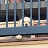 animal, balcony, barrier, closeup, curious, cute, daytime, dog, fence, flower_pots, fur, house, light, metal, outdoor, paw, pet, railing, resting, wood