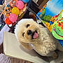 Lucas is registered to the contest to win money with this photo: balloons, carpet, cartoon_characters, celebration, chair, dog, fluffy, gift_bags, happy, indoor, party, party_plate, pet, puppy, smile, table, tableware, tongue_out, white_dog, wrapping_paper