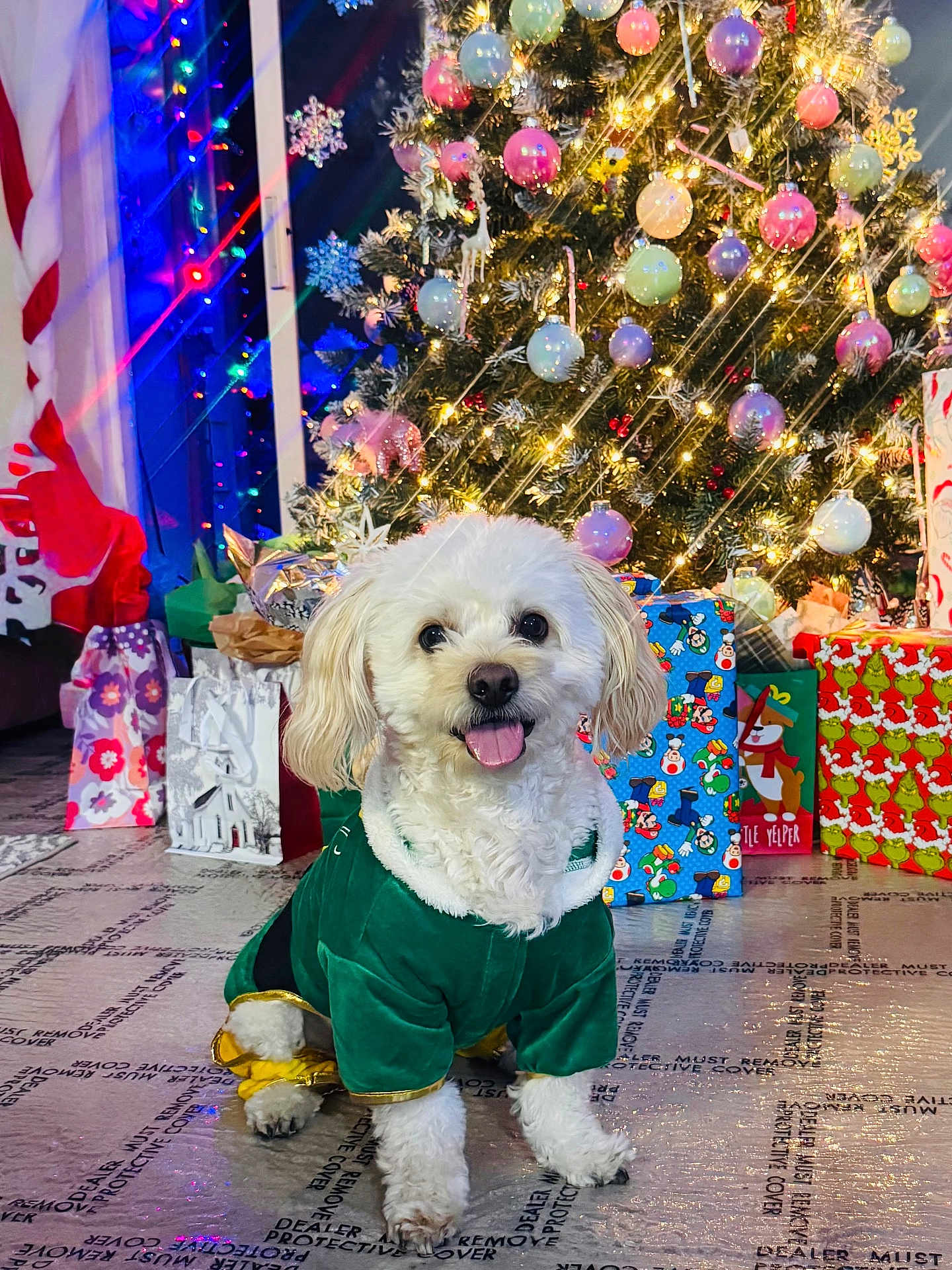 Lucas joined the competition — help win amazing prizes! baubles, christmas_tree, dog, festive, floor_protective_cover, fluffy, gift_wrap, green_outfit, holiday_decor, indoor, ornaments, pet, presents, sitting, small_dog, smiling, string_lights, tongue_out, toy_breed, white_fur